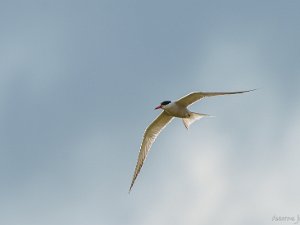 Fisktärna