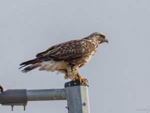 Fjällvråk