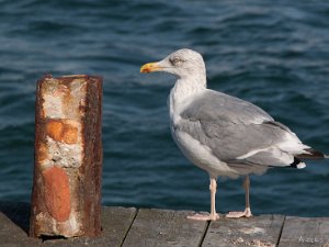 Gråtrut