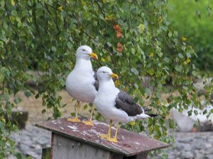Havstrut