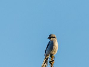 Varfågel